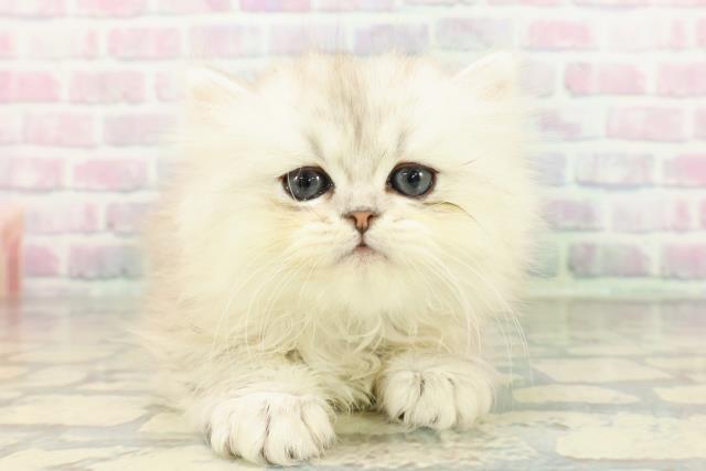 東京都のペルシャ (Coo&RIKU練馬店/2026年3月15日生まれ/男の子/チンチラシルバー)の子猫の1枚目の画像
