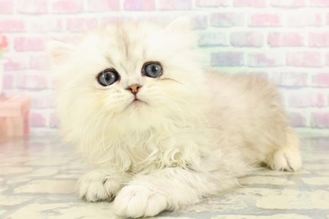 東京都のペルシャ (Coo&RIKU練馬店/2026年3月15日生まれ/男の子/チンチラシルバー)の子猫の2枚目の画像