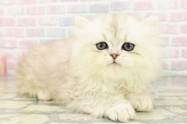 東京都のペルシャ (Coo&RIKU練馬店/2026年3月15日生まれ/男の子/チンチラシルバー)の子猫の3枚目の画像