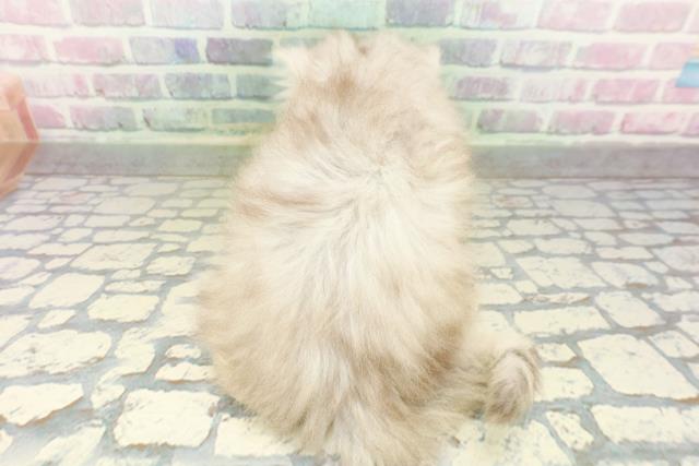 東京都のペルシャ (Coo&RIKU練馬店/2026年3月15日生まれ/男の子/チンチラシルバー)の子猫の4枚目の画像