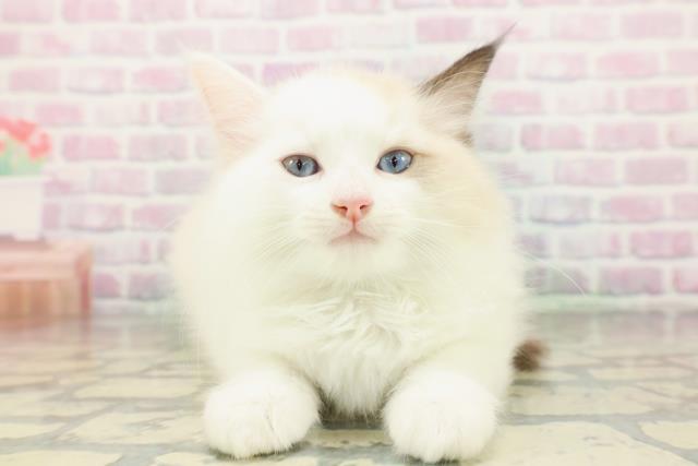 東京都のラグドール (Coo&RIKU練馬店/2026年3月15日生まれ/男の子/シールポイントバイカラー)の子猫の1枚目の画像