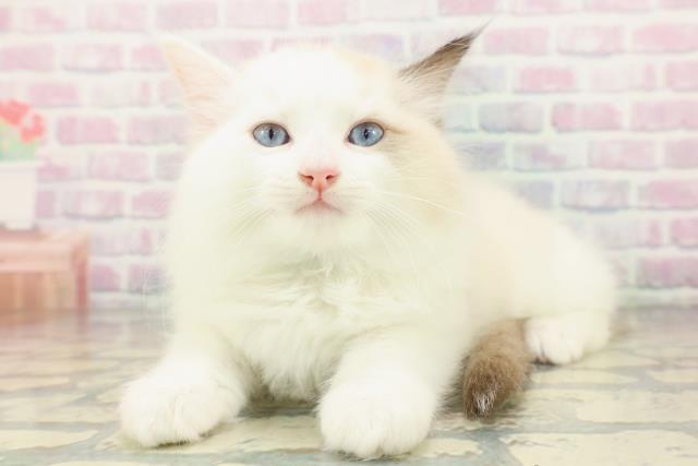 東京都のラグドール (Coo&RIKU練馬店/2026年3月15日生まれ/男の子/シールポイントバイカラー)の子猫の2枚目の画像