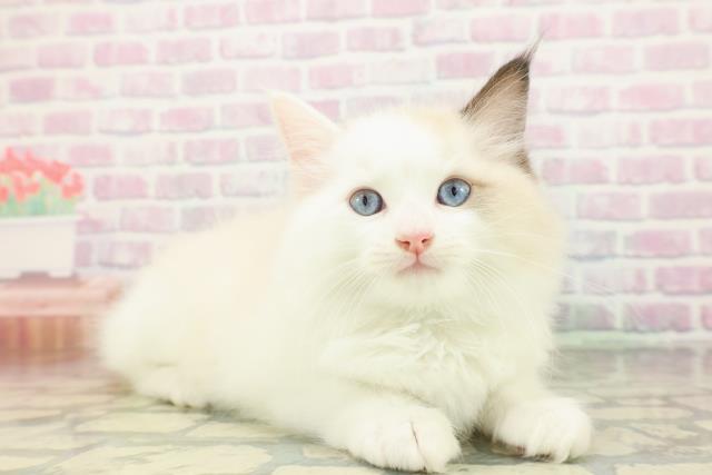 東京都のラグドール (Coo&RIKU練馬店/2026年3月15日生まれ/男の子/シールポイントバイカラー)の子猫の3枚目の画像