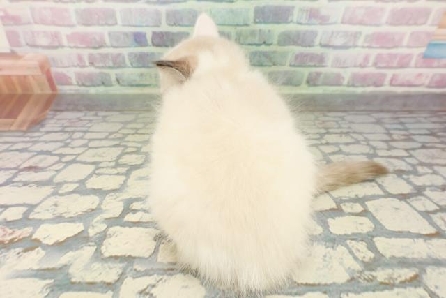 東京都のラグドール (Coo&RIKU練馬店/2026年3月15日生まれ/男の子/シールポイントバイカラー)の子猫の4枚目の画像