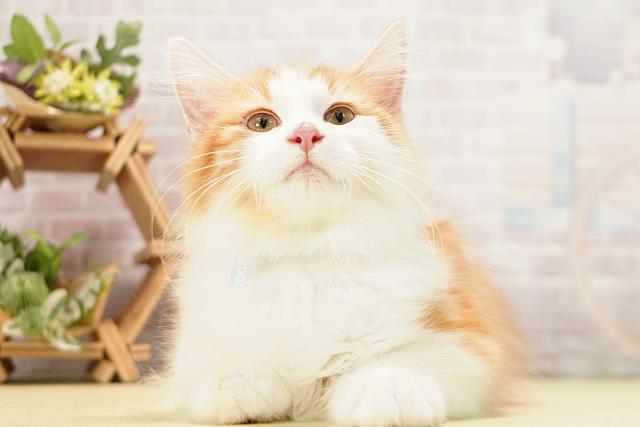 愛知県のノルウェージャンフォレストキャット (Coo&RIKU名古屋みなと店/2026年1月4日生まれ/男の子/レッドホワイト)の子猫の1枚目の画像