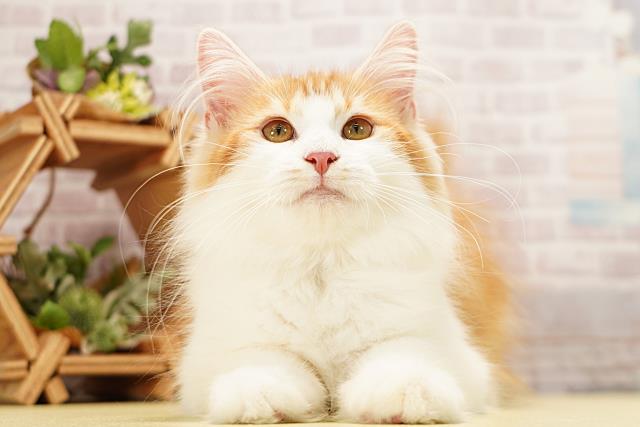 愛知県のノルウェージャンフォレストキャット (Coo&RIKU名古屋中川店/2026年1月4日生まれ/男の子/レッドホワイト)の子猫の1枚目の画像