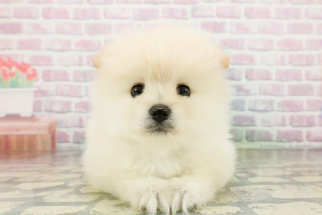 群馬県のポメラニアン (Coo&RIKUDCM館林店/2026年3月16日生まれ/男の子/クリーム)の子犬の1枚目の画像