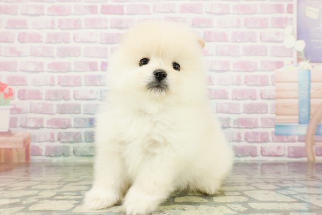 群馬県のポメラニアン (Coo&RIKUDCM館林店/2026年3月16日生まれ/男の子/クリーム)の子犬の2枚目の画像