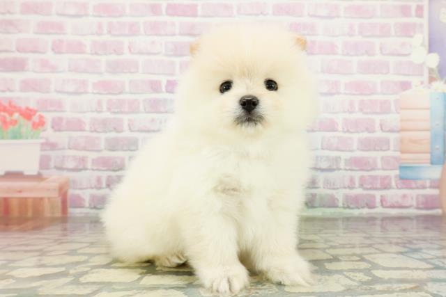 群馬県のポメラニアン (Coo&RIKUDCM館林店/2026年3月16日生まれ/男の子/クリーム)の子犬の3枚目の画像