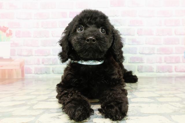 埼玉県のトイプードル(トイ) (Coo&RIKU桶川店/2026年3月12日生まれ/男の子/ブラック)の子犬