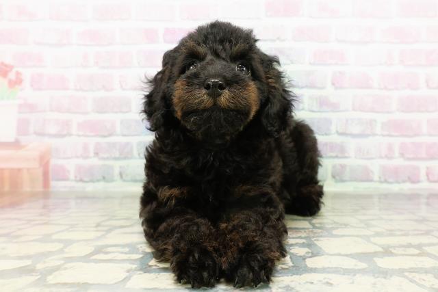 東京都のトイプードル(トイ) (Coo&RIKU福生店/2026年3月12日生まれ/男の子/ブラックタン)の子犬