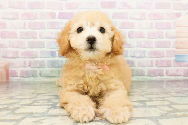 茨城県のトイプードル(トイ) (Coo&RIKU水戸店/2026年3月12日生まれ/女の子/アプリコット)の子犬の1枚目の画像