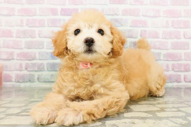 茨城県のトイプードル(トイ) (Coo&RIKU水戸店/2026年3月12日生まれ/女の子/アプリコット)の子犬の2枚目の画像