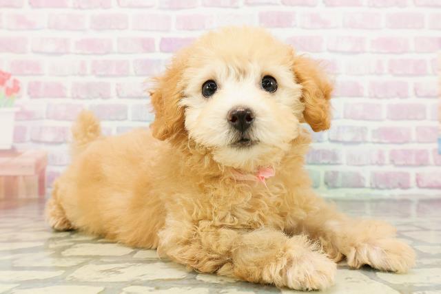 茨城県のトイプードル(トイ) (Coo&RIKU水戸店/2026年3月12日生まれ/女の子/アプリコット)の子犬の3枚目の画像
