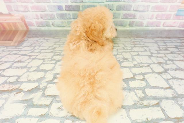 茨城県のトイプードル(トイ) (Coo&RIKU水戸店/2026年3月12日生まれ/女の子/アプリコット)の子犬の4枚目の画像