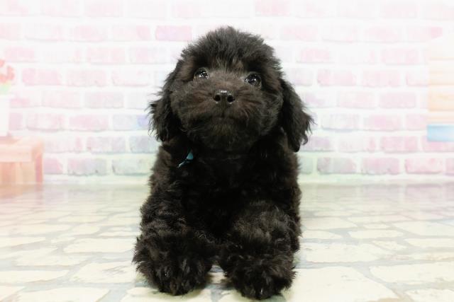 東京都のトイプードル(トイ) (Coo&RIKU江戸川店/2026年3月12日生まれ/男の子/ブラック)の子犬