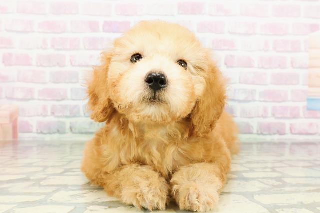 千葉県のトイプードル(トイ) (Coo&RIKUアクロスモール新鎌ケ谷店/2026年3月12日生まれ/男の子/アプリコット)の子犬