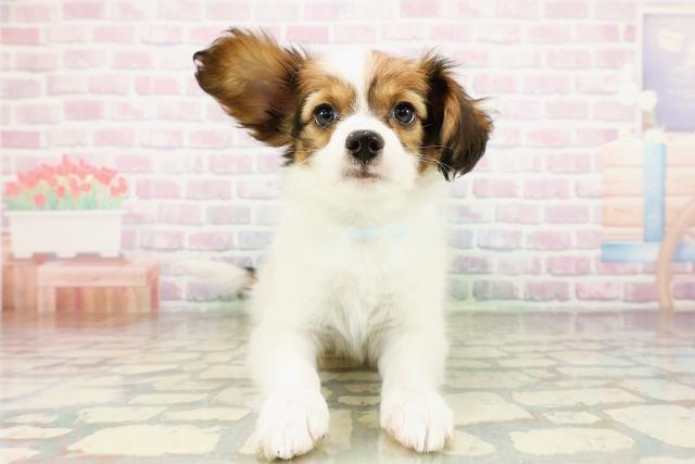 東京都のパピヨン (Coo&RIKU立川店/2026年3月12日生まれ/男の子/ホワイトブラウン)の子犬の1枚目の画像