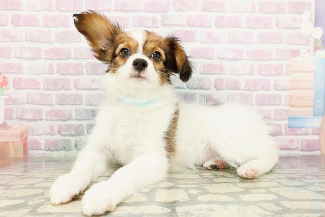 東京都のパピヨン (Coo&RIKU立川店/2026年3月12日生まれ/男の子/ホワイトブラウン)の子犬の2枚目の画像