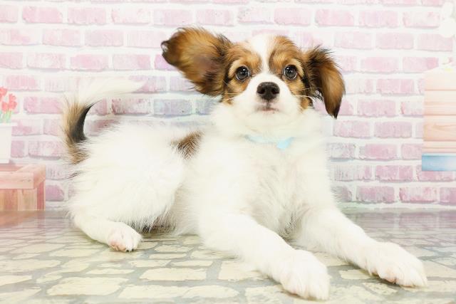 東京都のパピヨン (Coo&RIKU立川店/2026年3月12日生まれ/男の子/ホワイトブラウン)の子犬の3枚目の画像