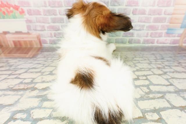 東京都のパピヨン (Coo&RIKU立川店/2026年3月12日生まれ/男の子/ホワイトブラウン)の子犬の4枚目の画像