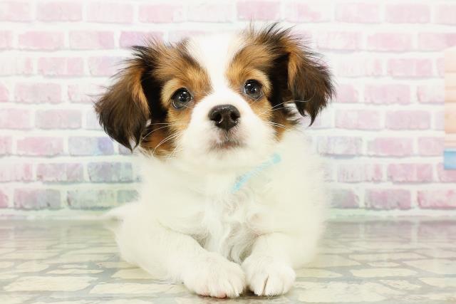 栃木県のパピヨン (Coo&RIKU小山店/2026年3月12日生まれ/男の子/ホワイトブラウン)の子犬の1枚目の画像
