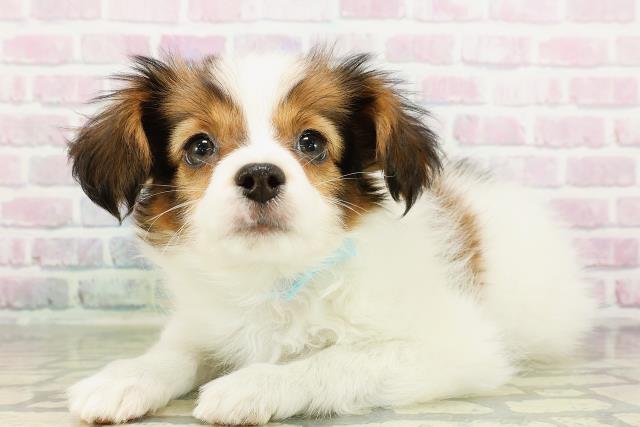 栃木県のパピヨン (Coo&RIKU小山店/2026年3月12日生まれ/男の子/ホワイトブラウン)の子犬の2枚目の画像