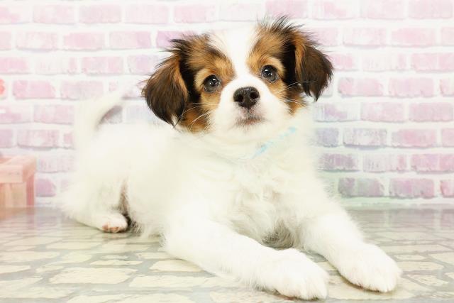 栃木県のパピヨン (Coo&RIKU小山店/2026年3月12日生まれ/男の子/ホワイトブラウン)の子犬の3枚目の画像