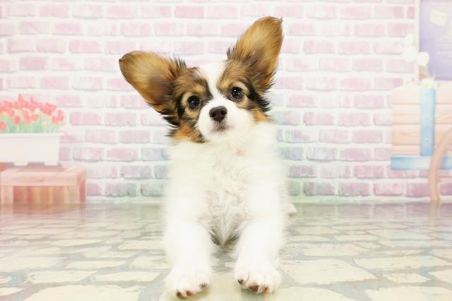 神奈川県のパピヨン (Coo&RIKU平塚店/2026年3月12日生まれ/女の子/ホワイトブラウン)の子犬