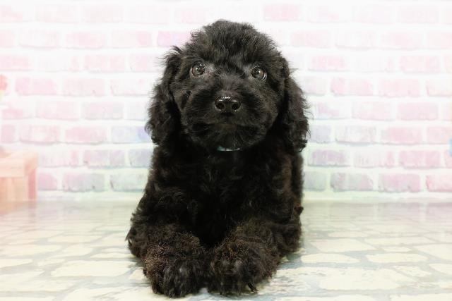 東京都のトイプードル(トイ) (Coo&RIKU足立本店/2026年3月16日生まれ/男の子/ブラック)の子犬