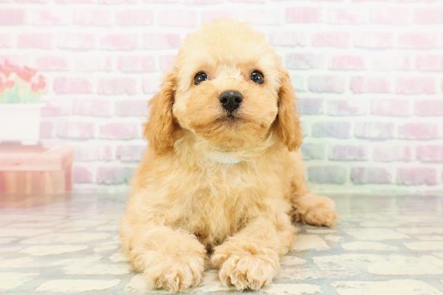 千葉県のトイプードル(トイ) (Coo&RIKU南柏店/2026年3月16日生まれ/男の子/アプリコット)の子犬の1枚目の画像