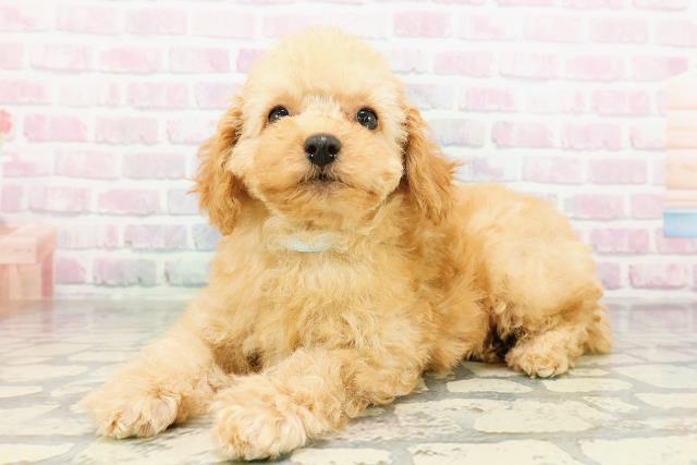 千葉県のトイプードル(トイ) (Coo&RIKU南柏店/2026年3月16日生まれ/男の子/アプリコット)の子犬の2枚目の画像
