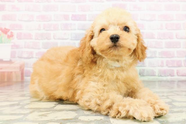 千葉県のトイプードル(トイ) (Coo&RIKU南柏店/2026年3月16日生まれ/男の子/アプリコット)の子犬の3枚目の画像