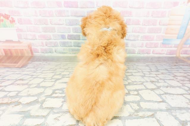 千葉県のトイプードル(トイ) (Coo&RIKU南柏店/2026年3月16日生まれ/男の子/アプリコット)の子犬の4枚目の画像