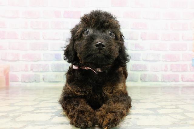 栃木県のトイプードル(トイ) (Coo&RIKUFKDインターパーク店/2026年3月16日生まれ/女の子/ブリンドル)の子犬の1枚目の画像