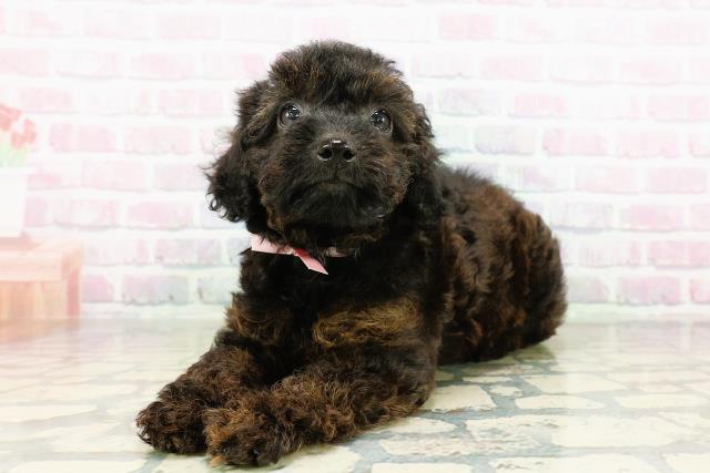 栃木県のトイプードル(トイ) (Coo&RIKUFKDインターパーク店/2026年3月16日生まれ/女の子/ブリンドル)の子犬の2枚目の画像