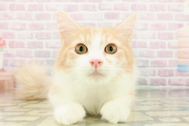 ノルウェージャン・フォレストキャット