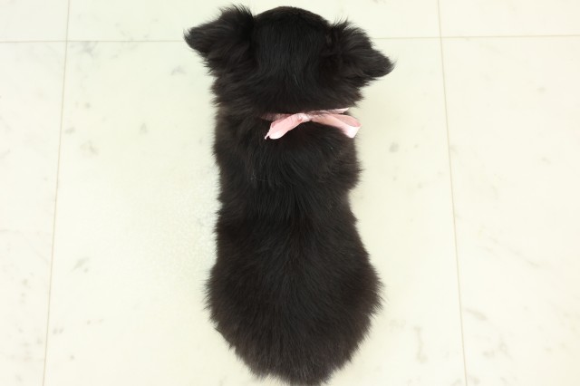 長崎県のチワワ(ロング) (Coo&RIKU大村店/2026年3月16日生まれ/女の子/ブラックタンホワイト)の子犬の4枚目の画像
