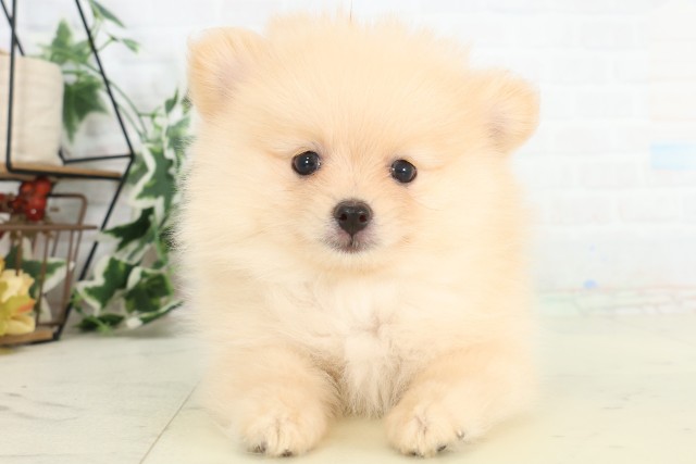 福岡県のポメラニアン (Coo&RIKU福岡古賀店/2026年3月17日生まれ/男の子/クリーム)の子犬の1枚目の画像