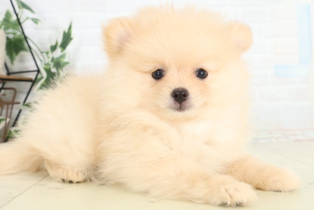 福岡県のポメラニアン (Coo&RIKU福岡古賀店/2026年3月17日生まれ/男の子/クリーム)の子犬の2枚目の画像