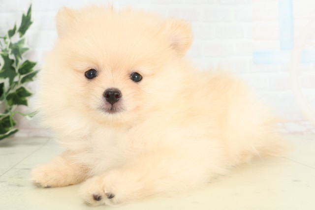 福岡県のポメラニアン (Coo&RIKU福岡古賀店/2026年3月17日生まれ/男の子/クリーム)の子犬の3枚目の画像