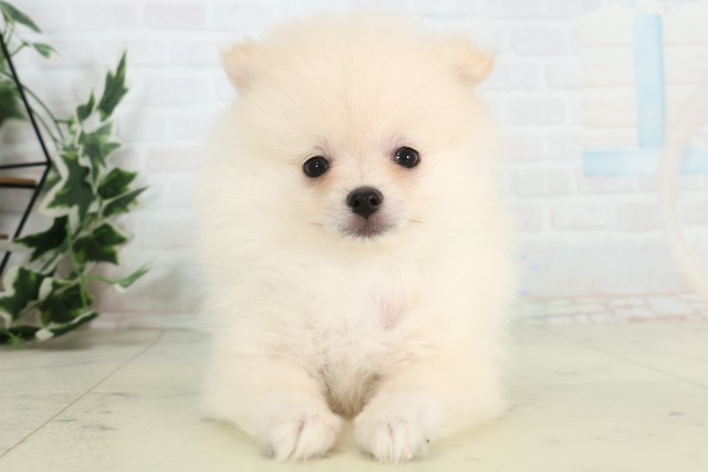 福岡県のポメラニアン (Coo&RIKU福岡東店/2026年3月17日生まれ/男の子/クリーム)の子犬の1枚目の画像