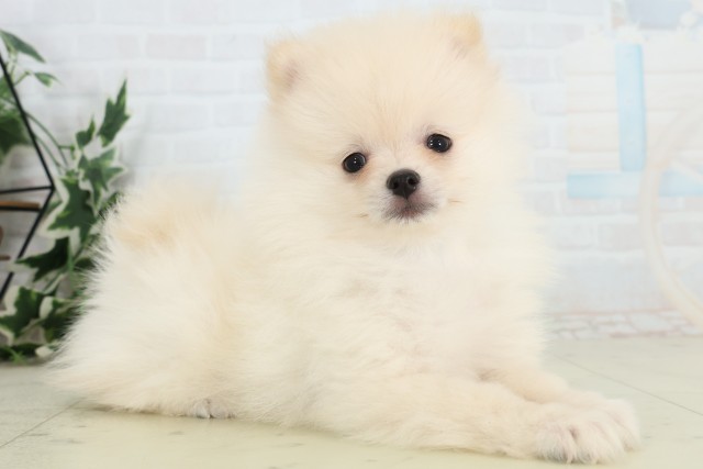 福岡県のポメラニアン (Coo&RIKU福岡東店/2026年3月17日生まれ/男の子/クリーム)の子犬の2枚目の画像
