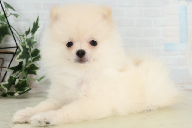 福岡県のポメラニアン (Coo&RIKU福岡東店/2026年3月17日生まれ/男の子/クリーム)の子犬の3枚目の画像