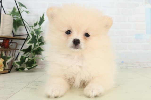 鹿児島県のポメラニアン (Coo&RIKU鹿児島店/2026年3月17日生まれ/女の子/クリーム)の子犬の1枚目の画像