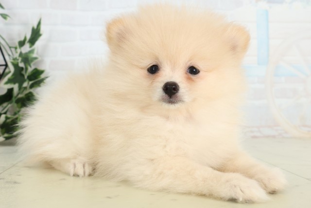 鹿児島県のポメラニアン (Coo&RIKU鹿児島店/2026年3月17日生まれ/女の子/クリーム)の子犬の2枚目の画像