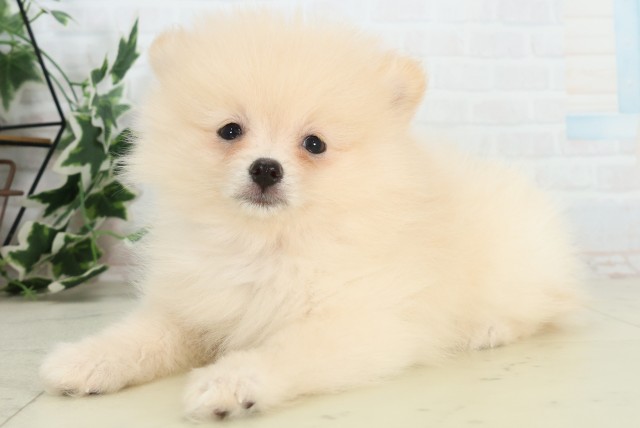 鹿児島県のポメラニアン (Coo&RIKU鹿児島店/2026年3月17日生まれ/女の子/クリーム)の子犬の3枚目の画像