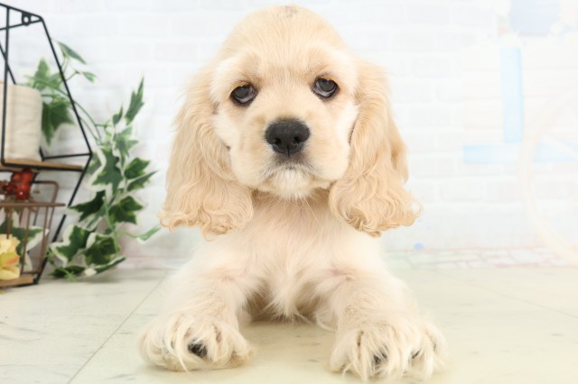 長崎県のアメリカンコッカースパニエル (Coo&RIKU大村店/2026年3月18日生まれ/男の子/バフ)の子犬