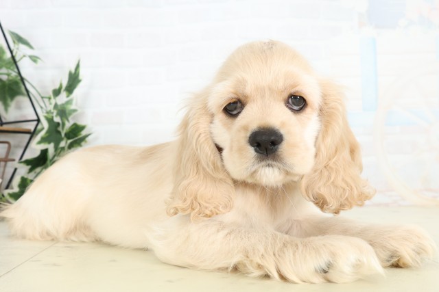 長崎県のアメリカンコッカースパニエル (Coo&RIKU大村店/2026年3月18日生まれ/男の子/バフ)の子犬の2枚目の画像