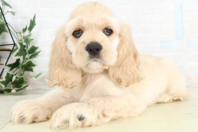 長崎県のアメリカンコッカースパニエル (Coo&RIKU大村店/2026年3月18日生まれ/男の子/バフ)の子犬の3枚目の画像